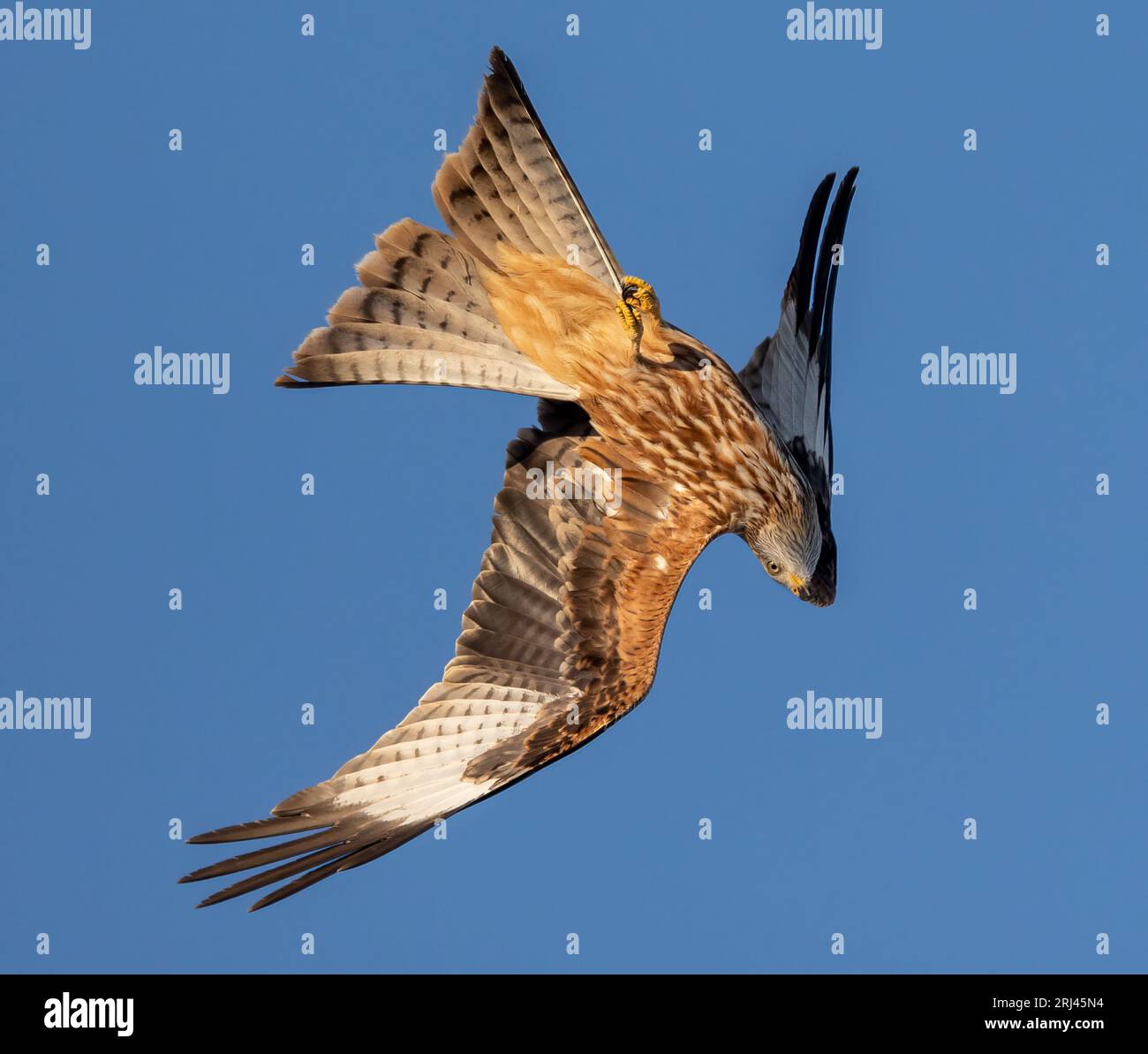 A majestic bird soaring through the sky with its wings spread out wide ...