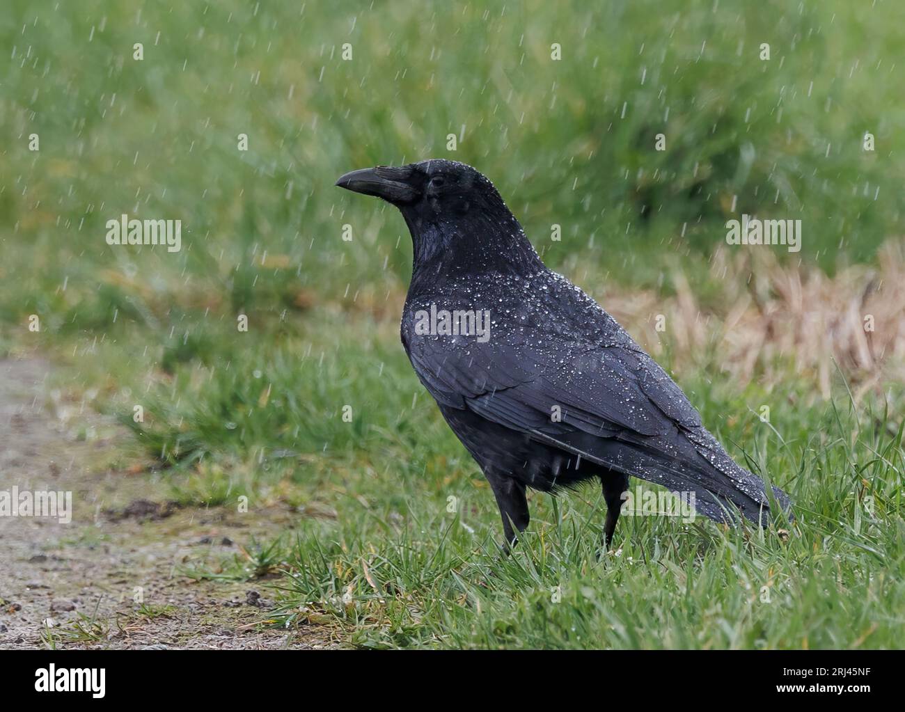 A small bird  walking through a grassy landscape Stock Photo