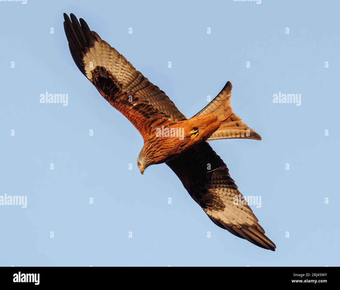 A majestic bird soaring through the sky with its wings spread out wide ...