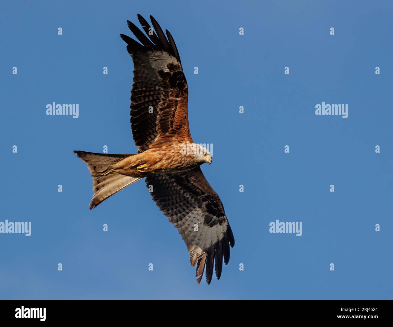 A majestic bird soaring through the sky with its wings spread out wide ...