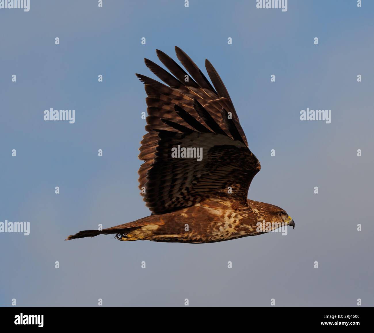 A majestic bird soaring through the sky with its wings spread out wide ...