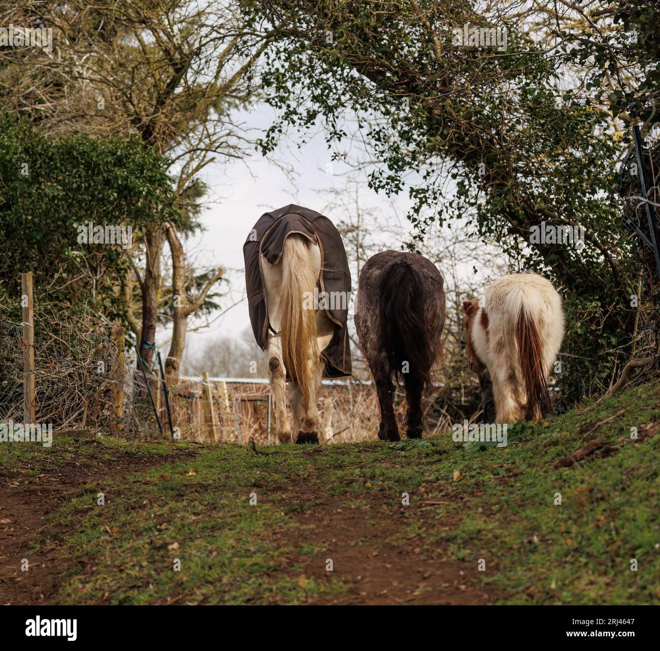 Three horses standing side by side in a lush green pasture Stock Photo ...