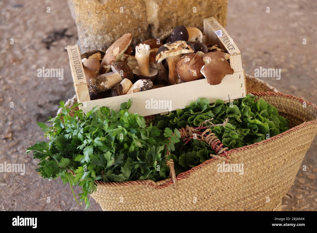 Plaque Métal Vintage - Champignons De France - 15x20 Cm - Multicolore - Maison