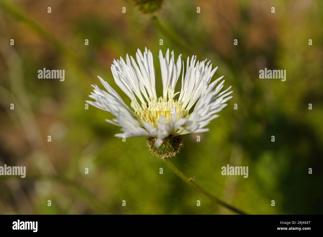 A close-up of a white Centaurea chilensis flower against a softly blurred background Stock Photo