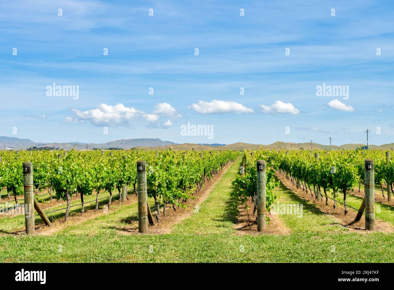 4 December 2023: Hawke's Bay, New Zealand - Vineyard in the Hawke's Bay region, famous for its gravel soils, very similar to those of Bordeaux. A wide Stock Photo