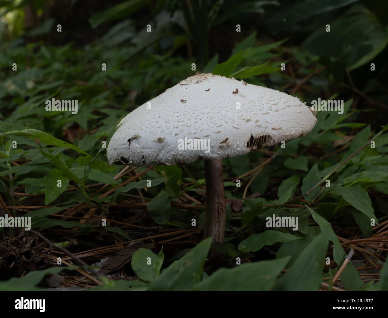 Toxic False Parasol or Chlorophyllum molybdites mushroom that causes vomiting. Photographed on forest floor surrounded by green leaves. Stock Photo