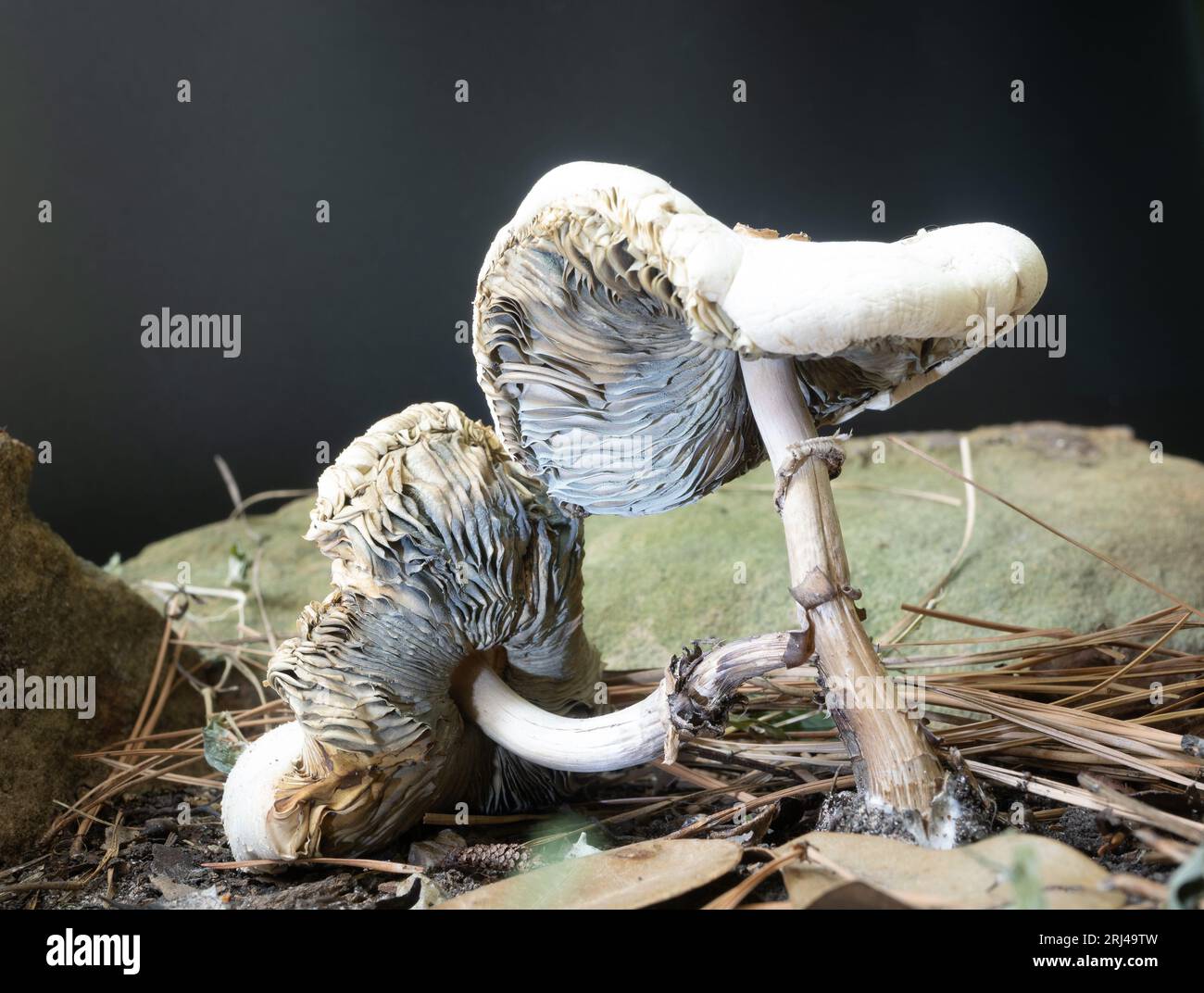 Close up decaying toxic False Parasol or Chlorophyllum molybdites mushrooms on the forest floor. Photographed against a black background with artifici Stock Photo