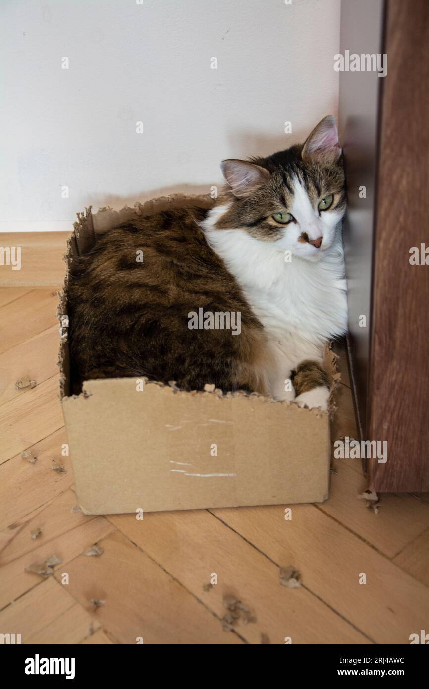 A closeup of a beautiful tabby domestic cat with long fur and green
