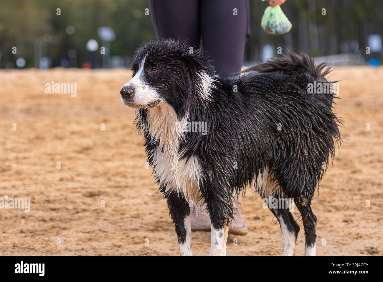 Dirty Border Collie puppy standing on the sandy beach with owner in the background holding dog poo bag Stock Photo