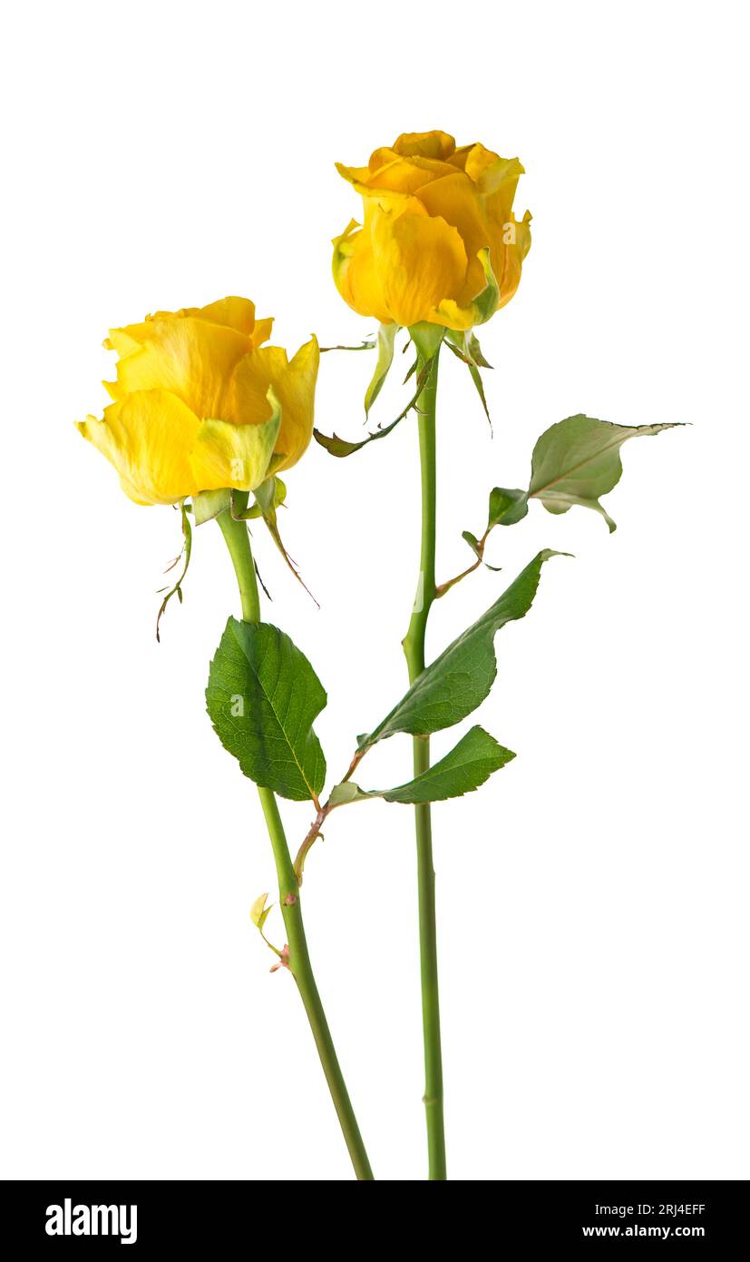 two beautiful yellow rose with leaves isolated Stock Photo - Alamy, image size:827x1390
