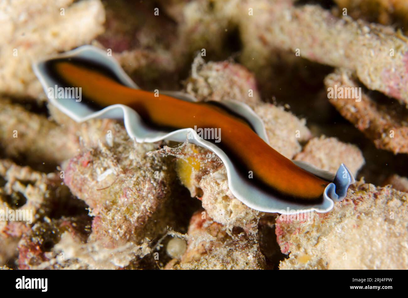 Polyclad Flatworm, Pseudoceros sp, night dive, Arborek Jetty dive site, Arborek Island, Dampier Strait, Raja Ampat, West Papua, Indonesia Stock Photo