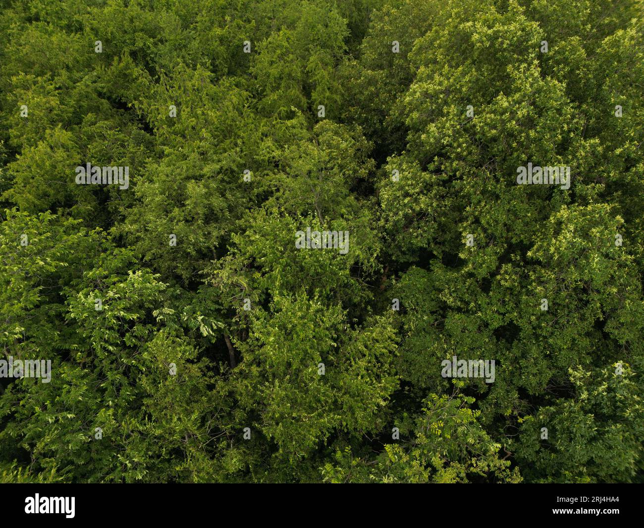 Aerial forest lush green trees hi-res stock photography and images - Alamy
