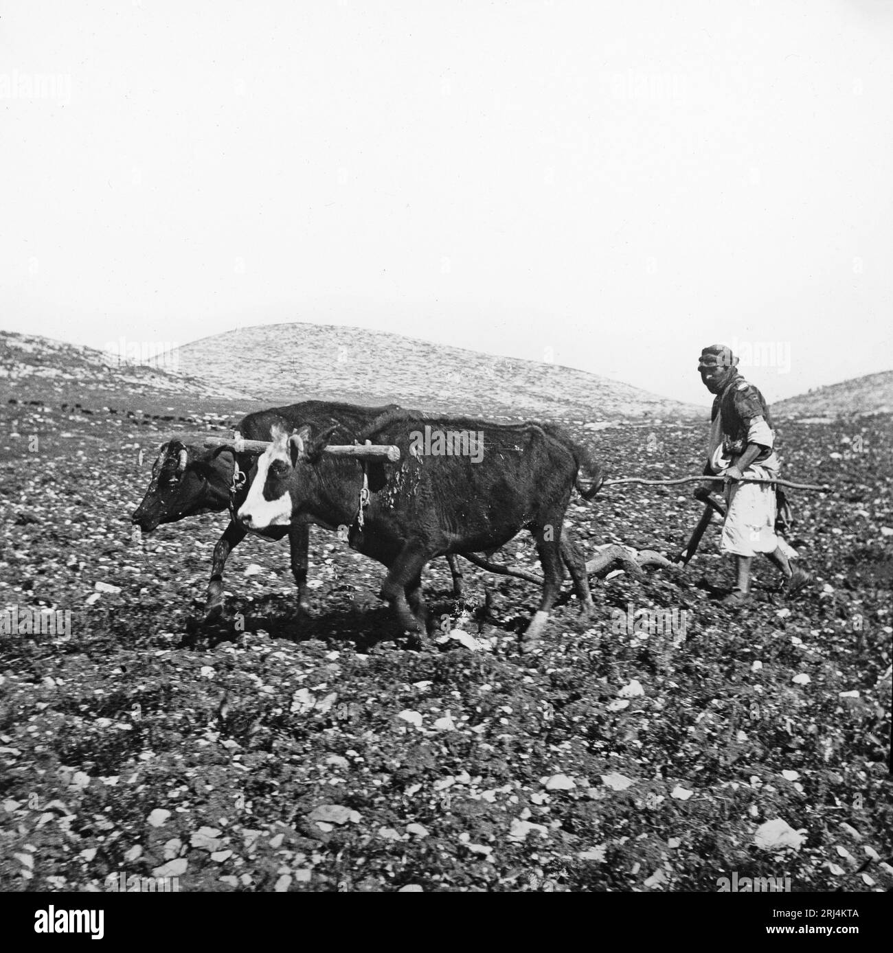 An early 20th century black and white photograph of a man ploughing a field with two Oxen and a basic plough, in Palestine. Stock Photo