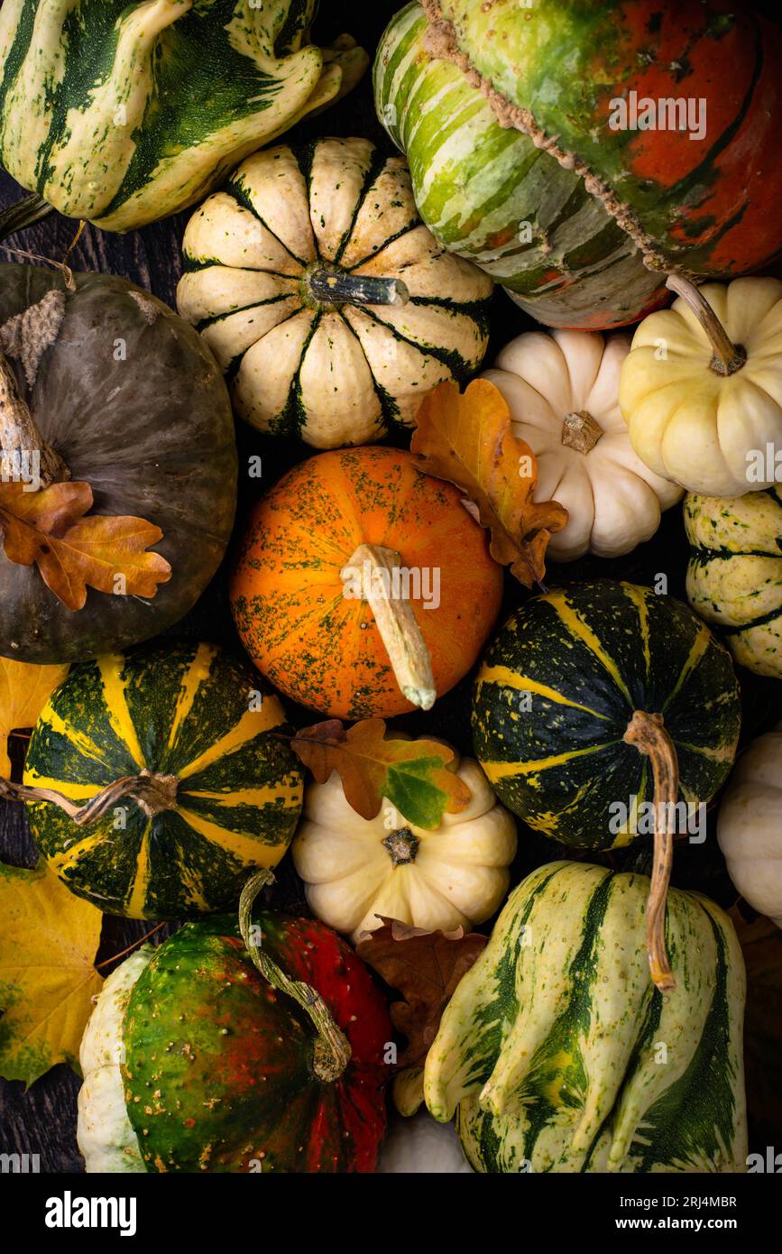 Top view pumpkins maple hi-res stock photography and images - Alamy
