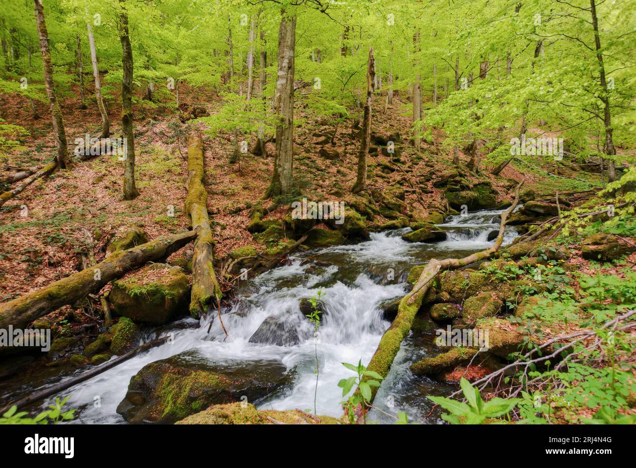 stream in the woods among trees and boulders. green nature scenery in spring Stock Photo