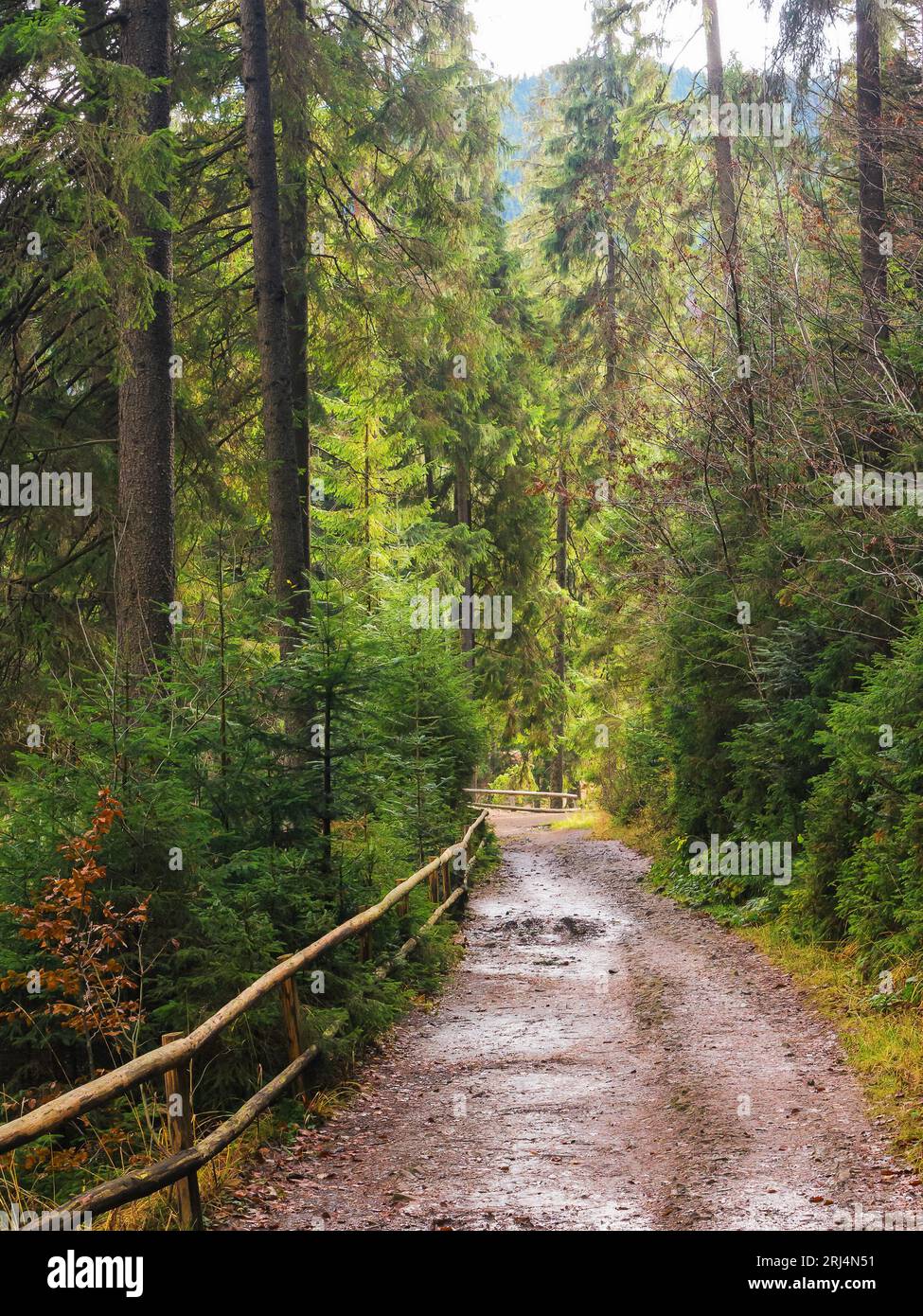 park in carpathian coniferous woods. beautiful nature scenery in fall season. wet ground with puddles after the rain. wooden fence along the path Stock Photo