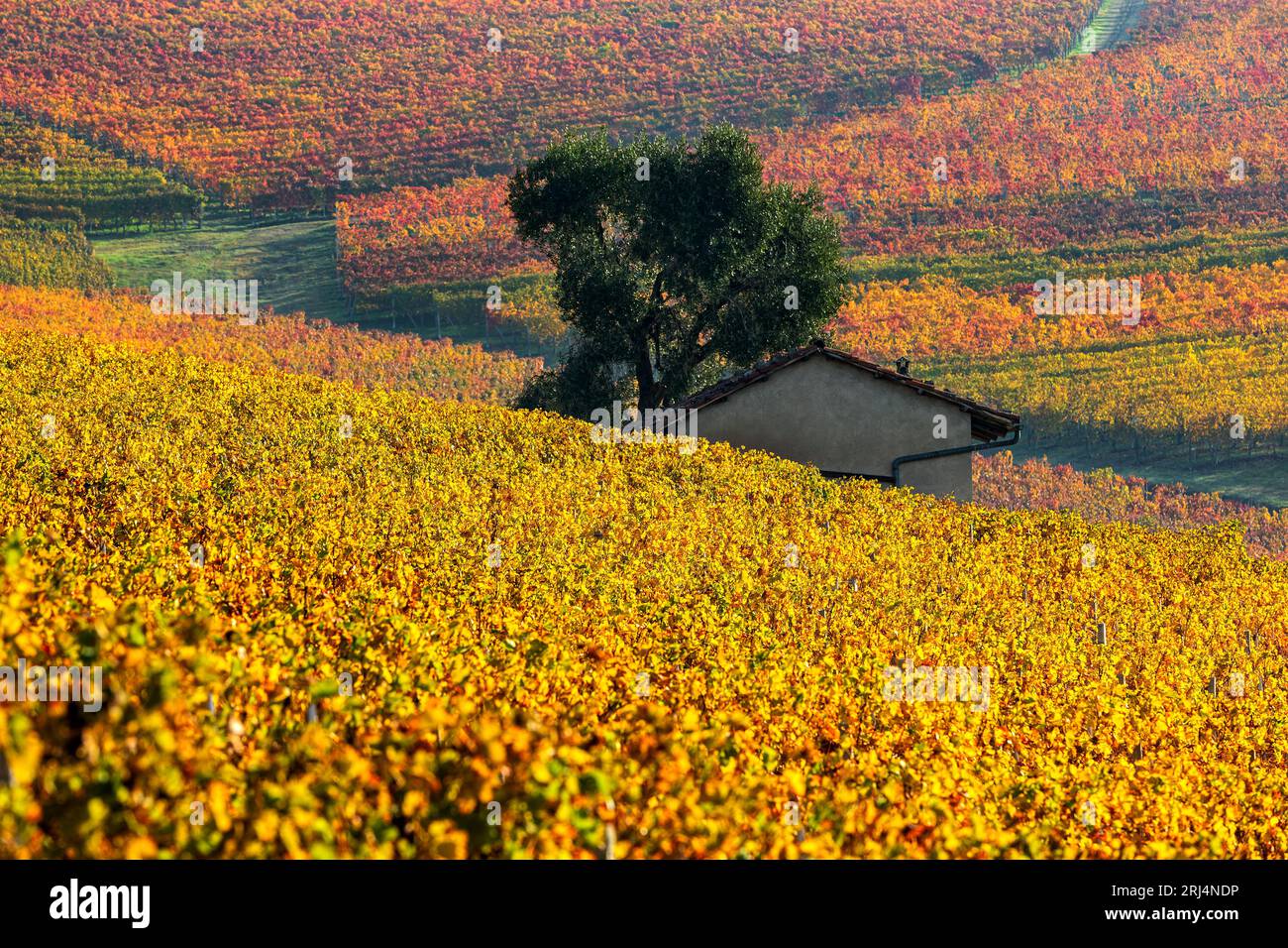Autumnal vineyards with yellow leaves and small rural house on background in Piedmont, Italy. Stock Photo