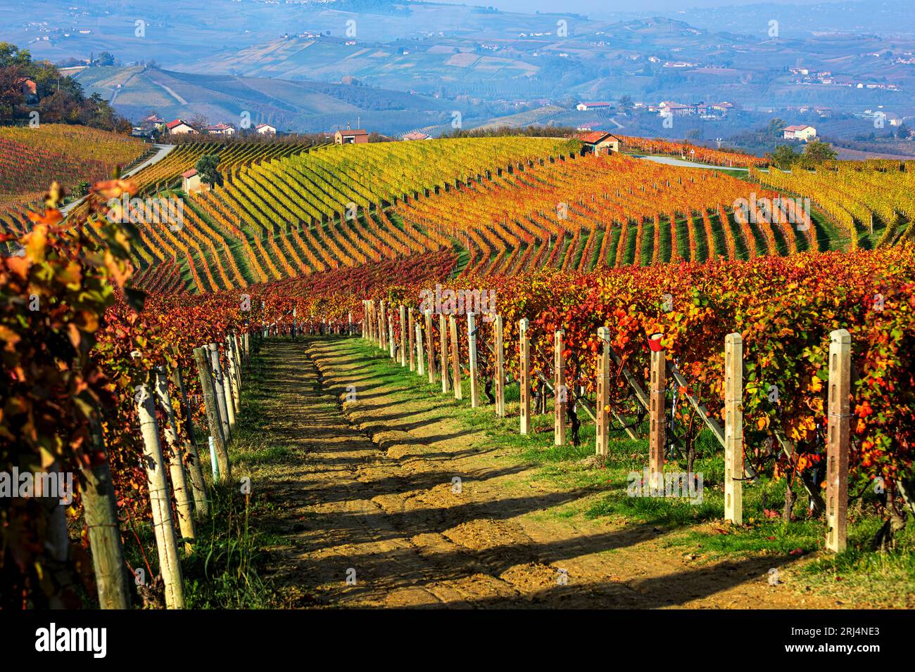 Rows of the colorful autumnal vineyards on the hills of Langhe in Piedmont, Italy. Stock Photo
