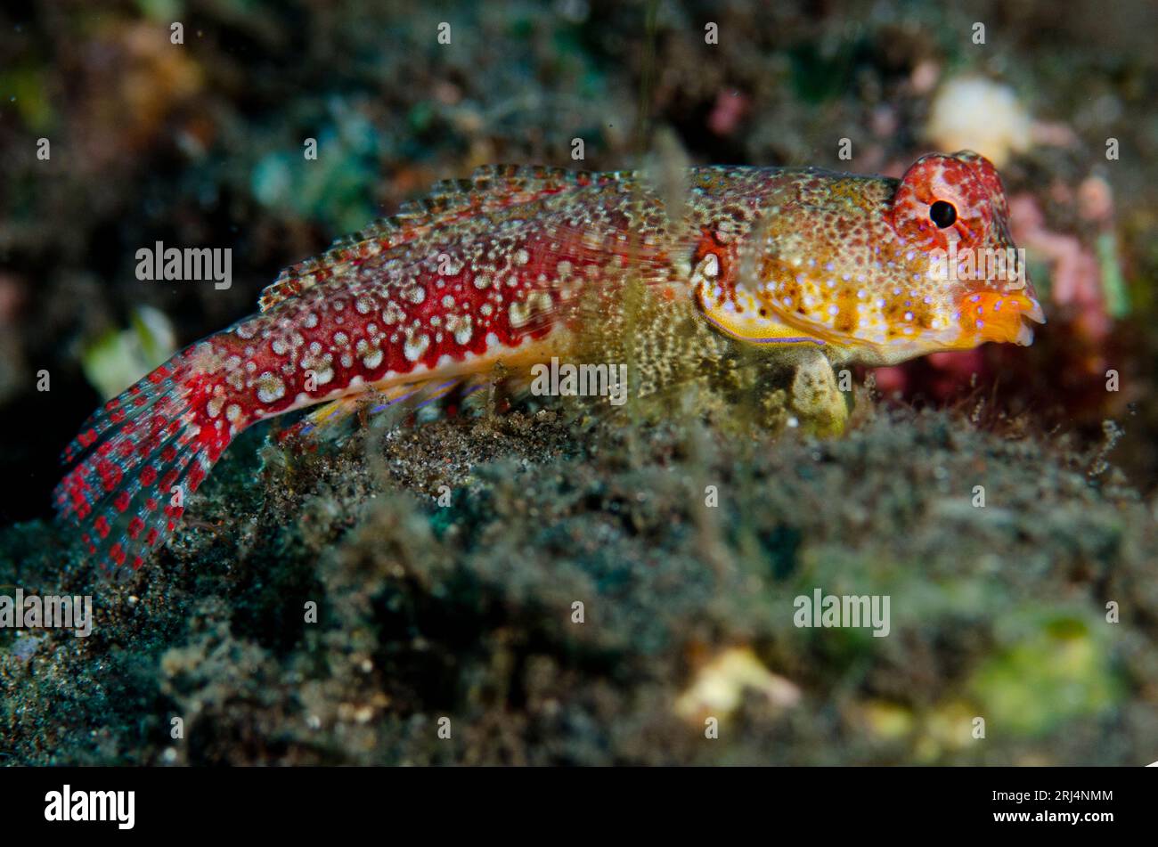Moyer's Dragonet, Synchiropus moyeri, Wreck Slope dive site, Tulamben, Karangasem, Bali, Indonesia Stock Photo
