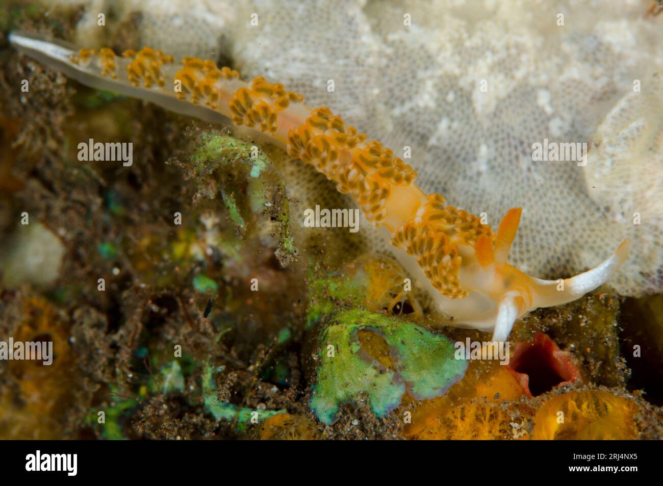 Brock's Moridilla Nudibranch, Moridilla brockii, Seraya House Reef dive site, Seraya, Bali, Indonesia Stock Photo