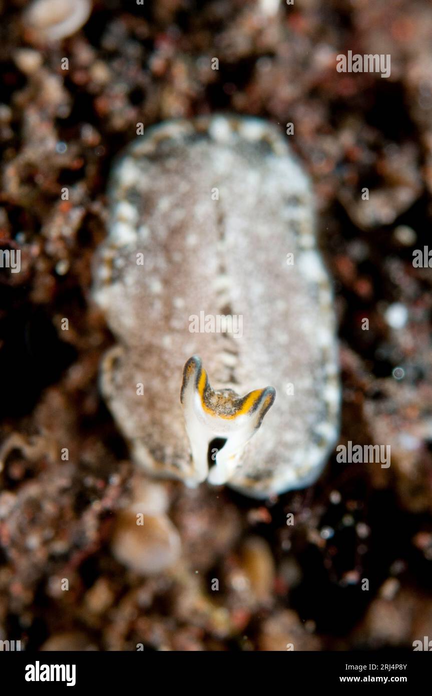 Flatworm, Pseudoceros sp, Seraya House Reef dive site, Seraya, Bali, Indonesia Stock Photo
