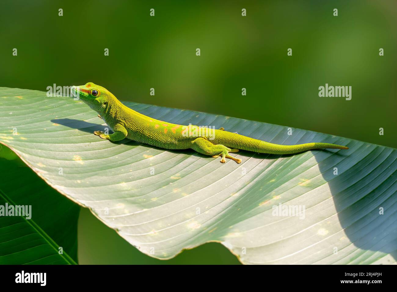 Outside Lizard Outside fauna hi-res stock photography and images - Alamy