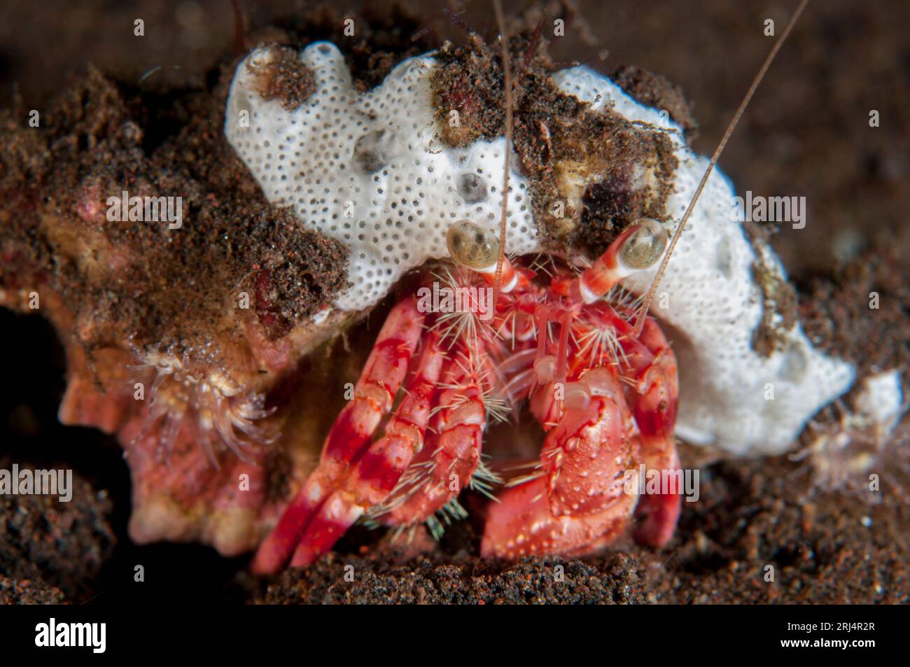 Anemone Hermit Crab, Dardanus pedunculatus, in shell with Ascidians, Ascidiacea Class, Pong Pong dive site, Seraya, Karangasem, Bali, Indonesia Stock Photo