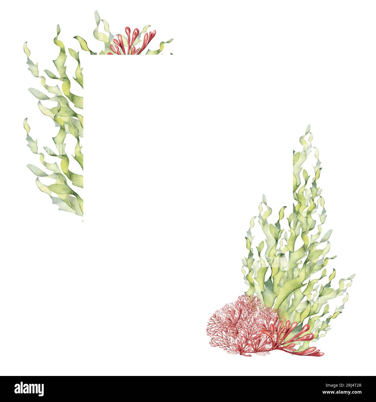 Frame of sea plants, coral watercolor illustration isolated on white background. Pink agar agar seaweed, laminaria hand drawn. Design element for Stock Photo