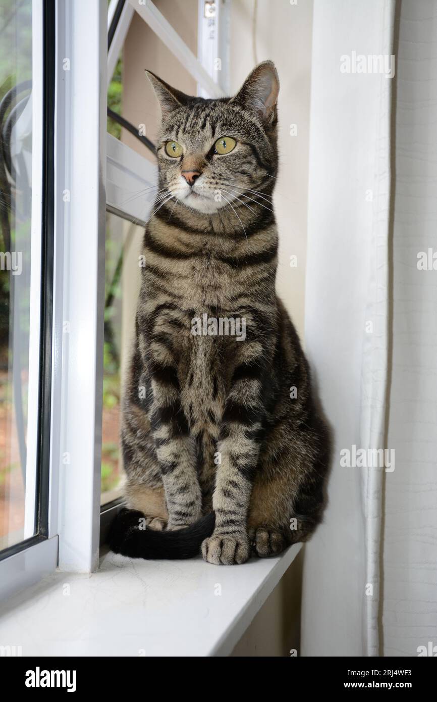 Ella the cat Stock Photo Alamy