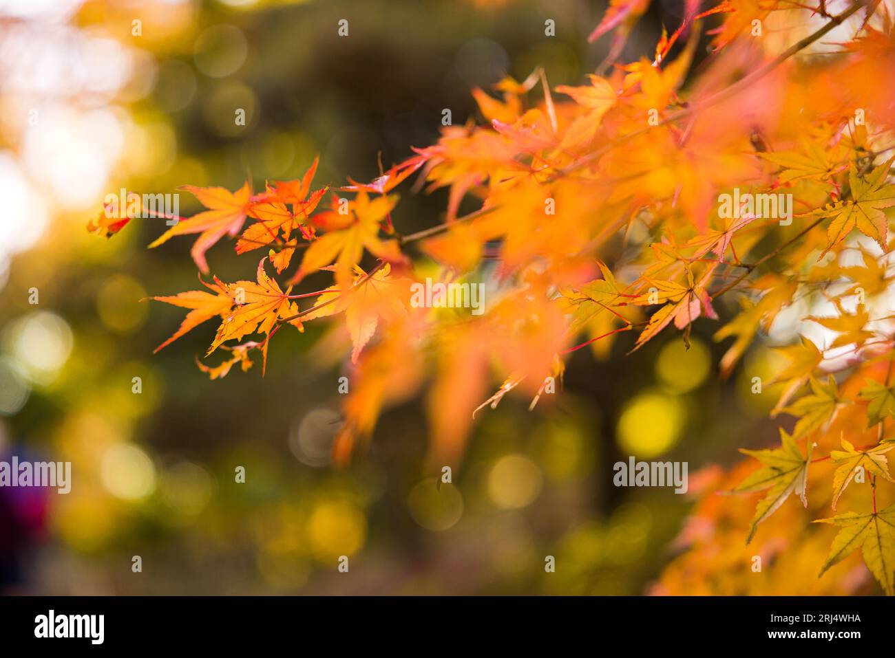 Blurred japanese maple tree hi-res stock photography and images - Alamy