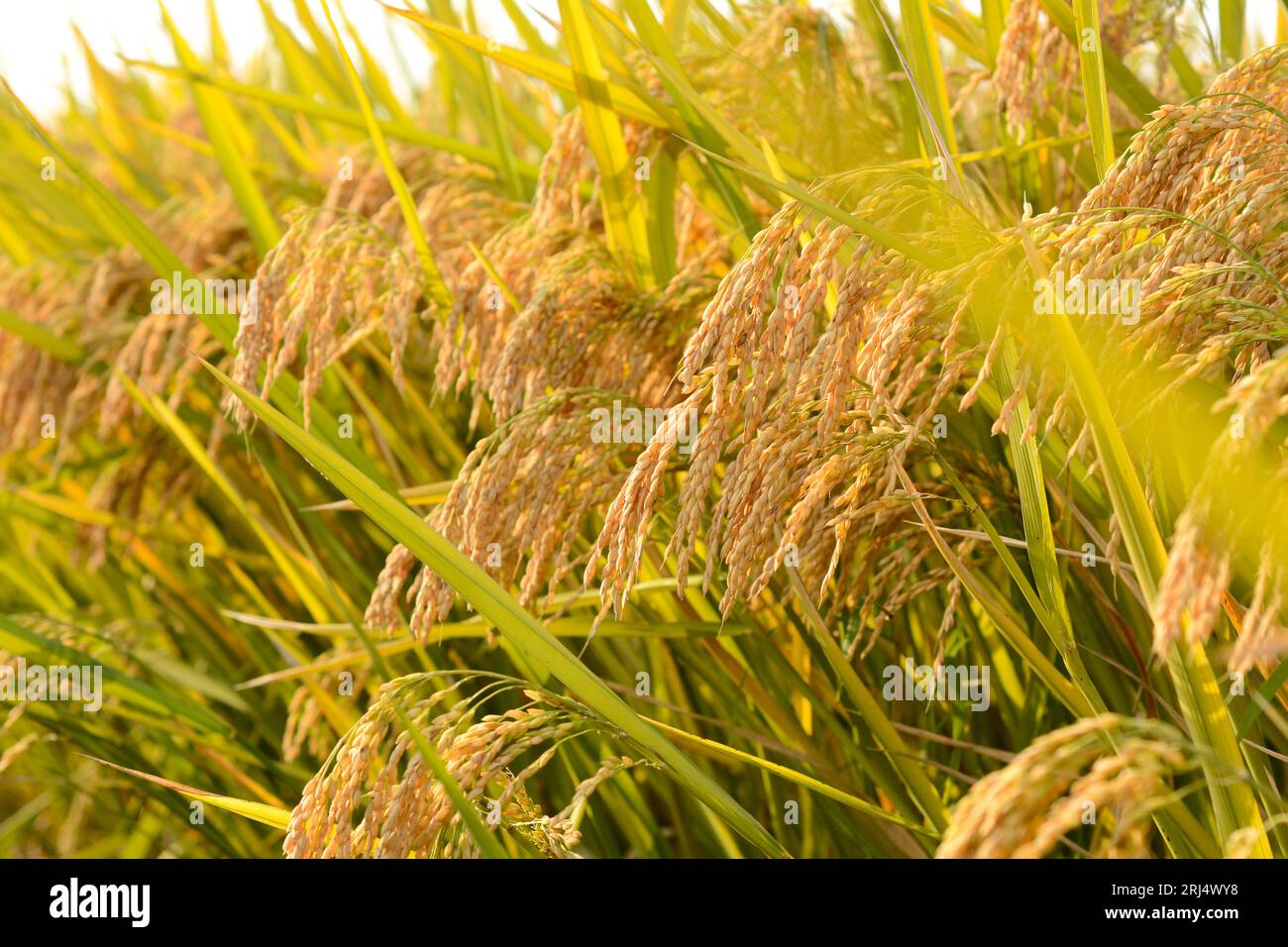 Greend Rice Field Green rice field at sunset hi-res stock photography and images - Alamy