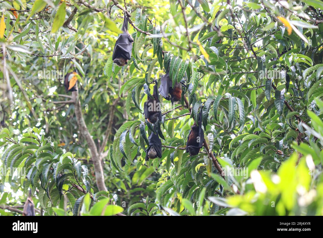 Fruit bats hang upside down from tree branches. Flying foxes (Pteropus ...