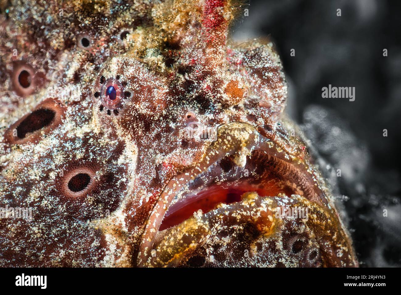 Anglerfish, also known as Frogfish here well camouflages in Lembeh Strait Stock Photo