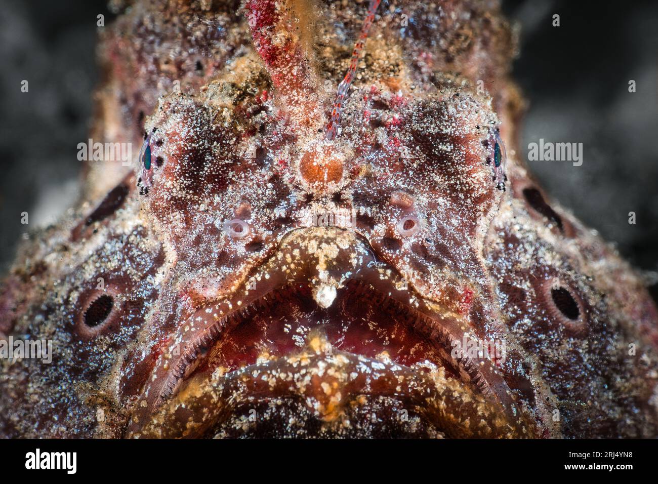 Anglerfish, also known as Frogfish here well camouflages in Lembeh Strait Stock Photo