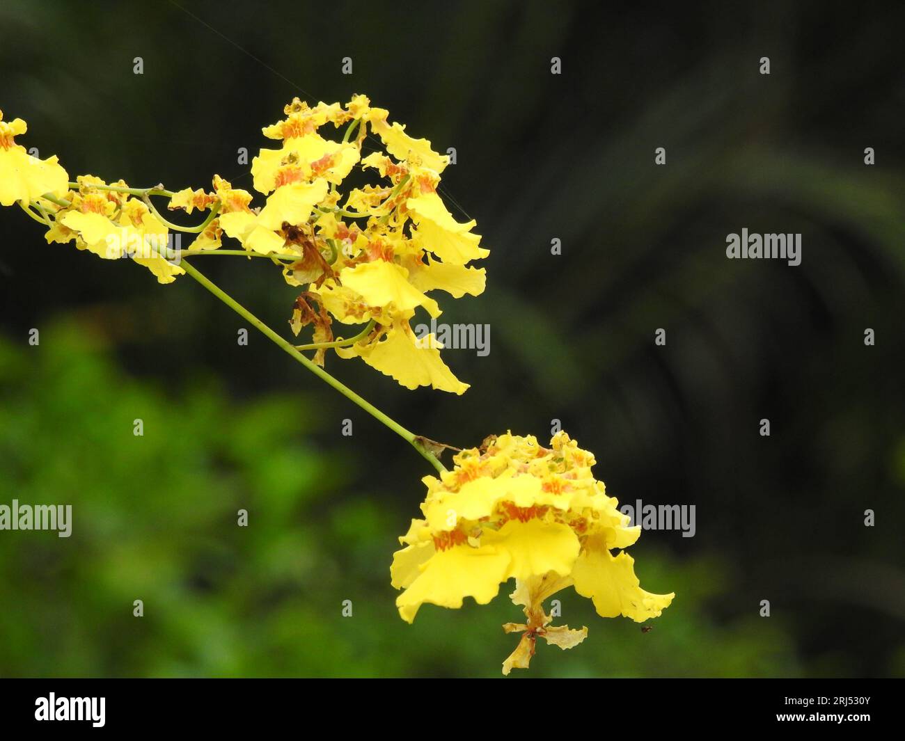 A vibrant yellow Oncidium flexuosum flowers grown in the garden Stock Photo