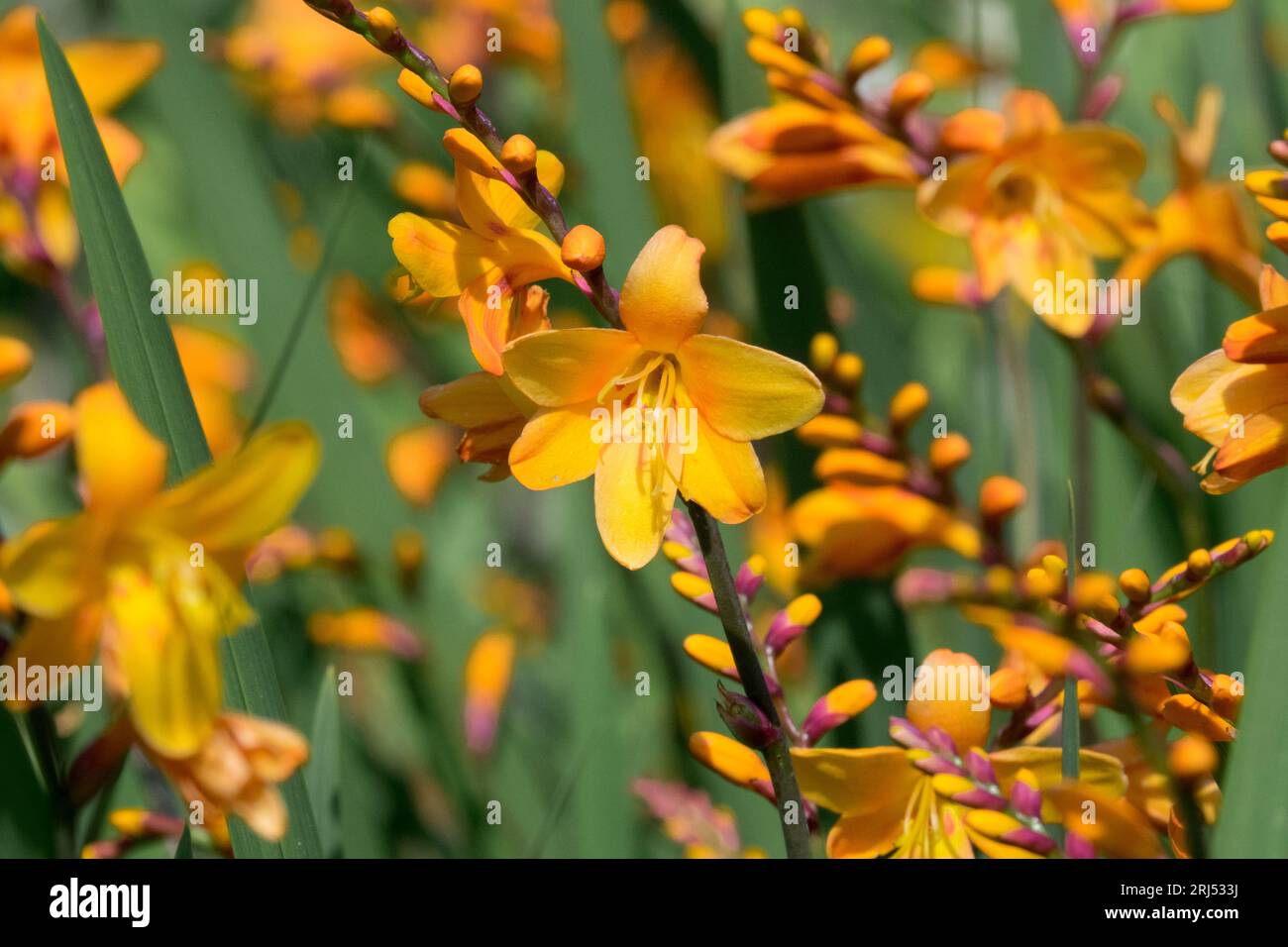 Flowers, Orange, Crocosmia 'Columbus', Flower, Garden, heads, Crocosmia × crocosmiiflora, plants Stock Photo