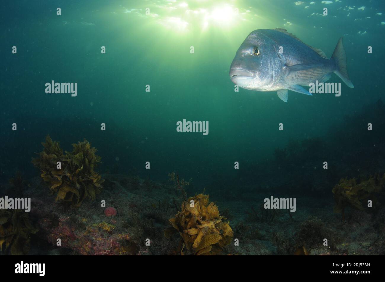 Large Australasian snapper Pagrus auratus on algae covered flat reef in late evening. Location: Leigh New Zealand Stock Photo