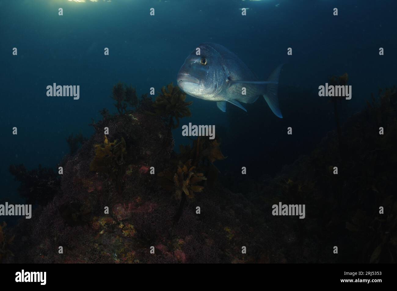 Large Australasian snapper Pagrus auratus on kelp covered reef at night. Location: Leigh New Zealand Stock Photo