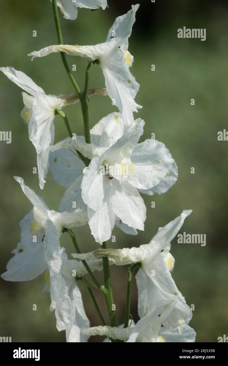 White, Garden, Flower, Delphinium elatum, Hardy, Delphinium, Summer, Plant Stock Photo