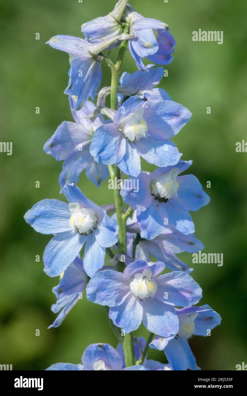 Flower, Blue, Delphinium, Portrait, Larkspur, Garden, Delphinium elatum 'Cliveden Beauty' Stock Photo