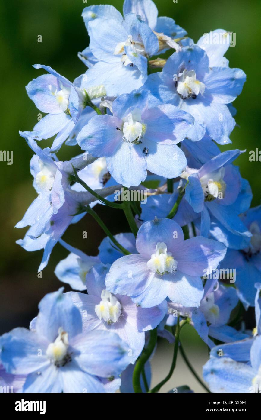 Bright, Blue, Larkspur, Delphinium, Flower, Head, Summer, Plant, delphiniums, blooms, Delphinium elatum 'Cliveden Beauty' Stock Photo