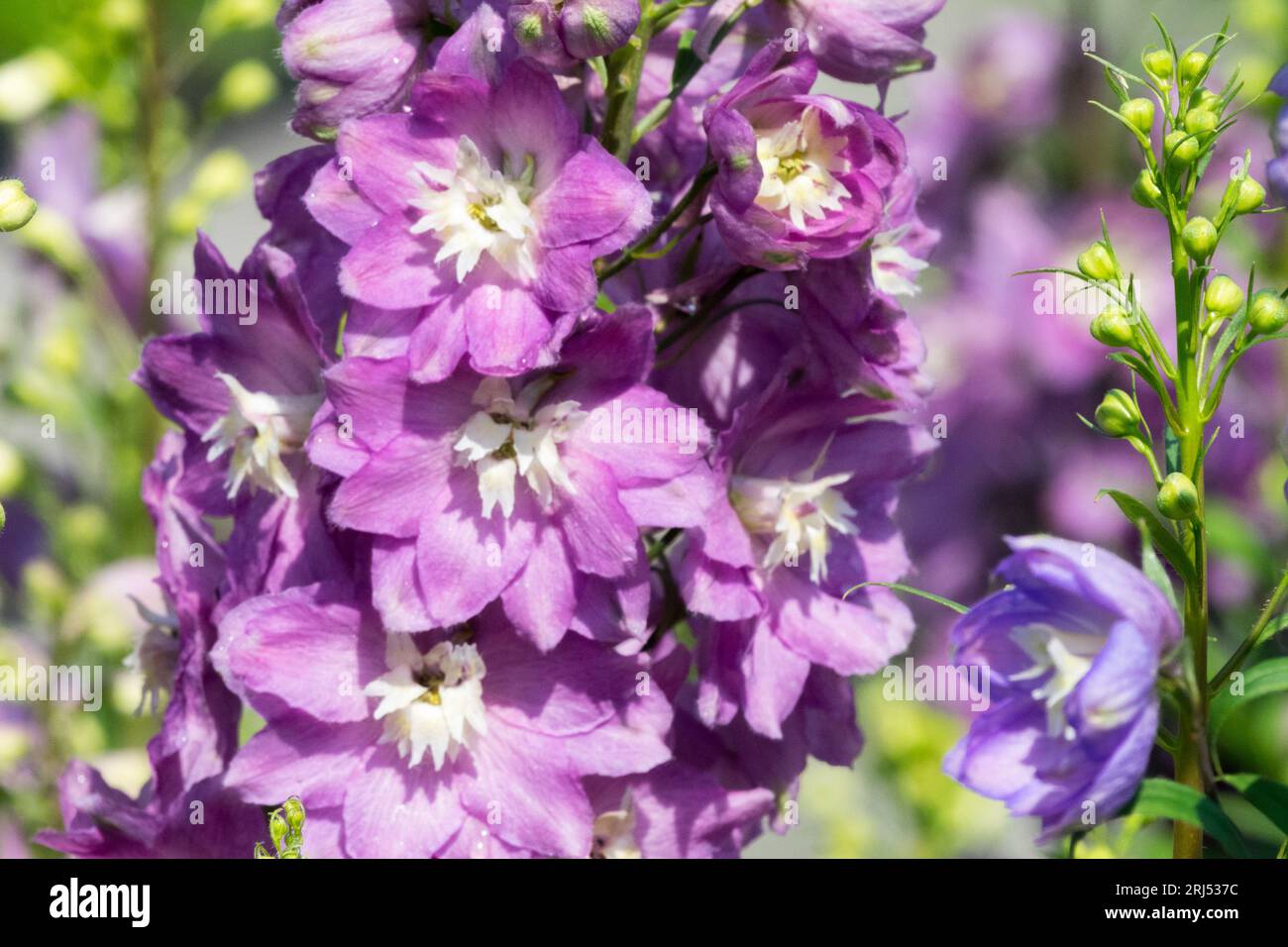 Pink, Larkspur, Delphinium Astolat, Flower head, delphiniums, hybrids, Garden, Flowers Stock Photo