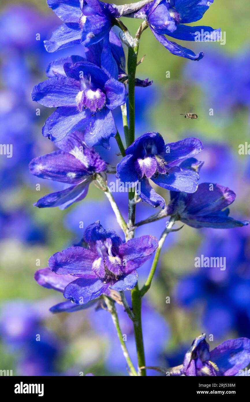 Blue Larkspur, Delphinium elatum 'Bellamosum', Flower Stock Photo