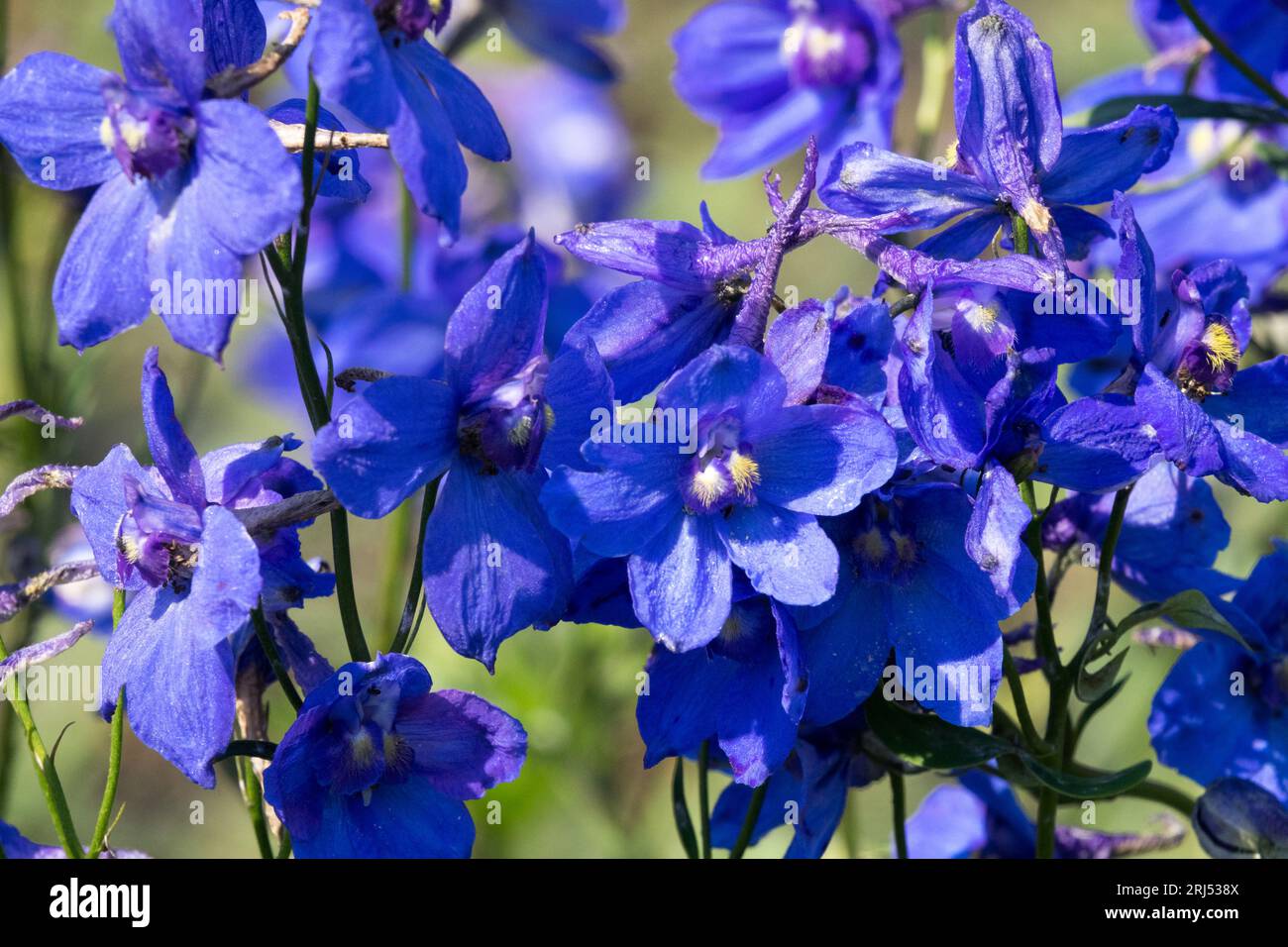Blue, Flowers, Garden, Hardy, Larkspur, Delphinium elatum, Delphinium Bellamosum, Delphinium belladonna Stock Photo