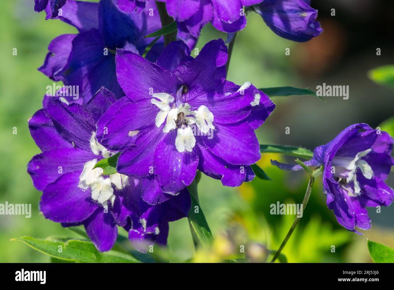 Pacific, Delphinium 'King Arthur', Flower, Blue, Larkspur, Blooming, Flowers, Garden, Closeup Stock Photo
