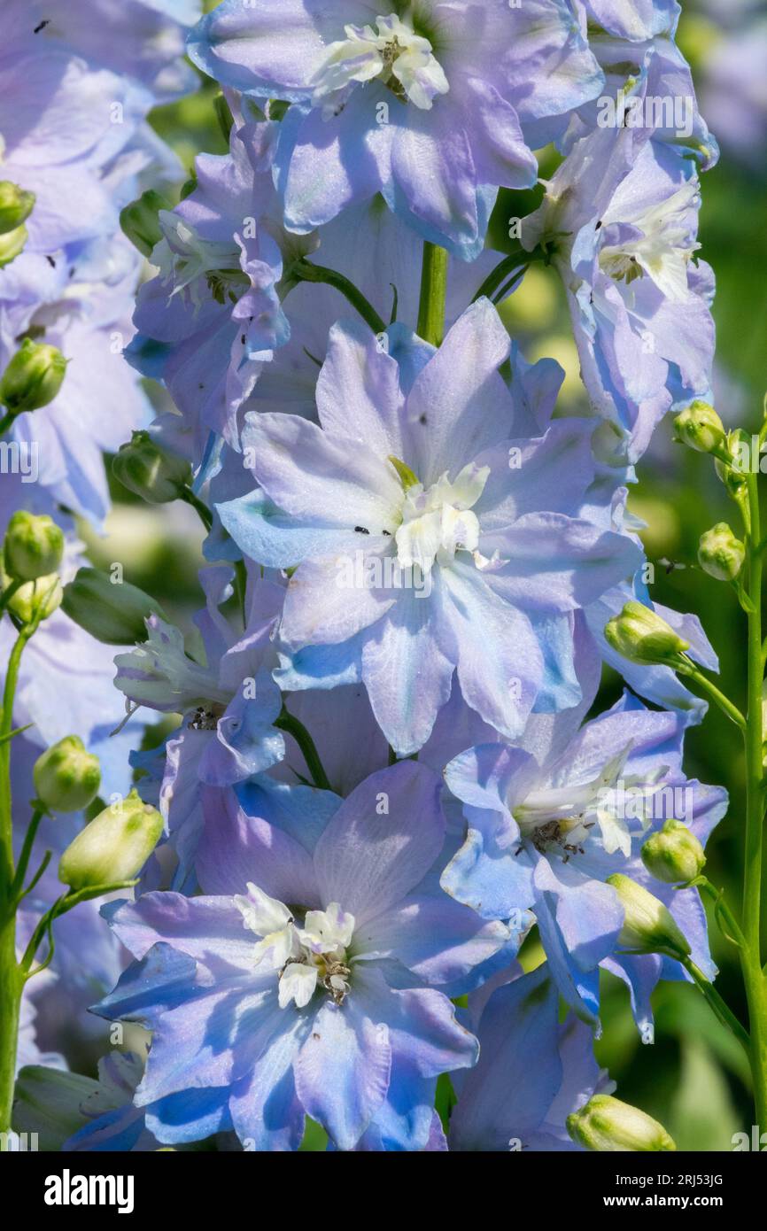 Magic Fountains Sky Blue White Bee - Delphinium Seed