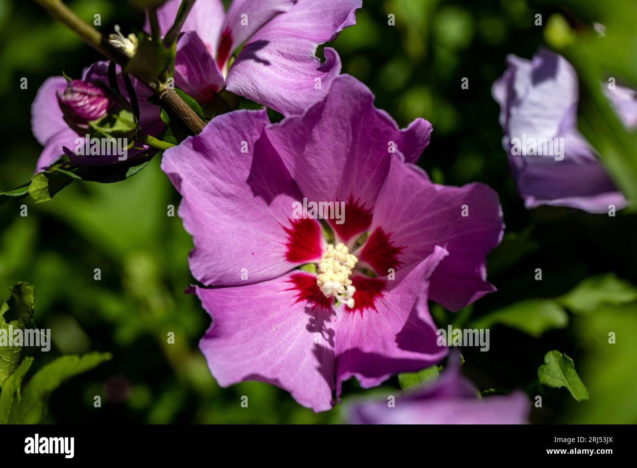 Beautiful pink flowers of Hibiscus syriacus in garden Stock Photo - Alamy