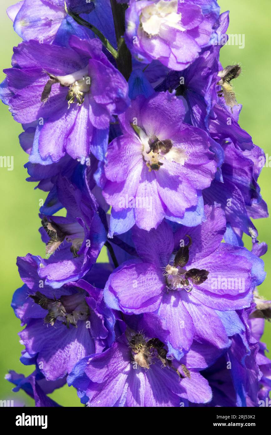 Delphinium Magic Fountain 'Dark Blue Dark Bee', Flower, Portrait, Larkspur, Perennial, Garden, Flowers Stock Photo