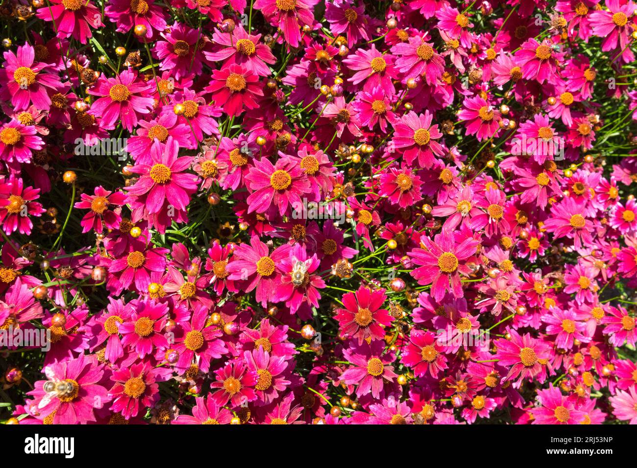 Red, Flowers, Coreopsis rosea 'Bloomsation Dragon', Tickseed, Garden Mid summer blooms Stock Photo