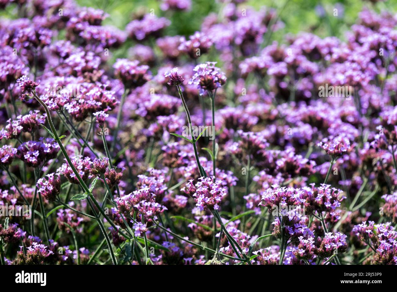 Argentinian vervain, Purple, Flower, Verbena bonariensis 'Lollipop', Verbena 'Lollipop' Stock Photo